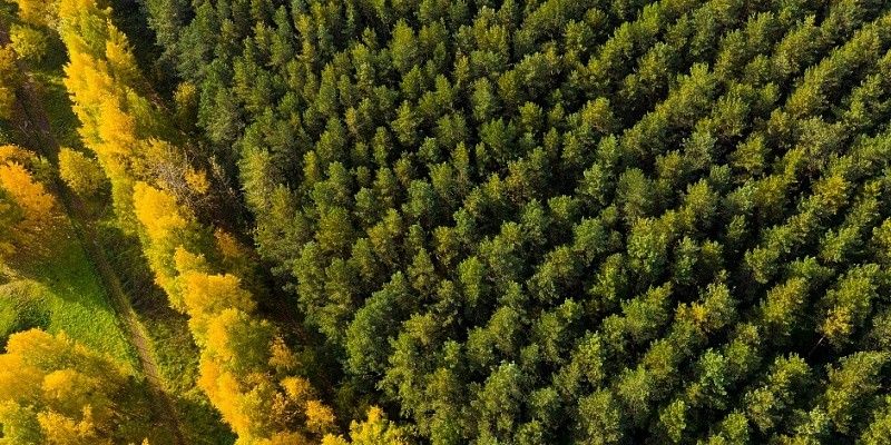 Хвойный лес