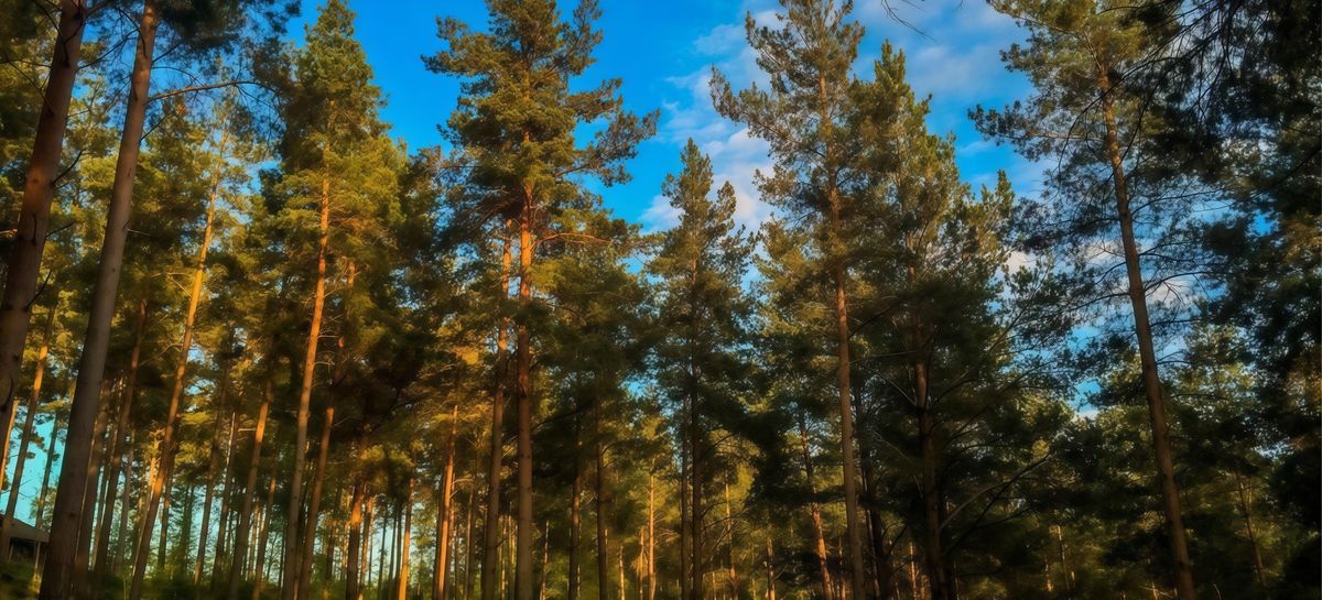 В окружении природы