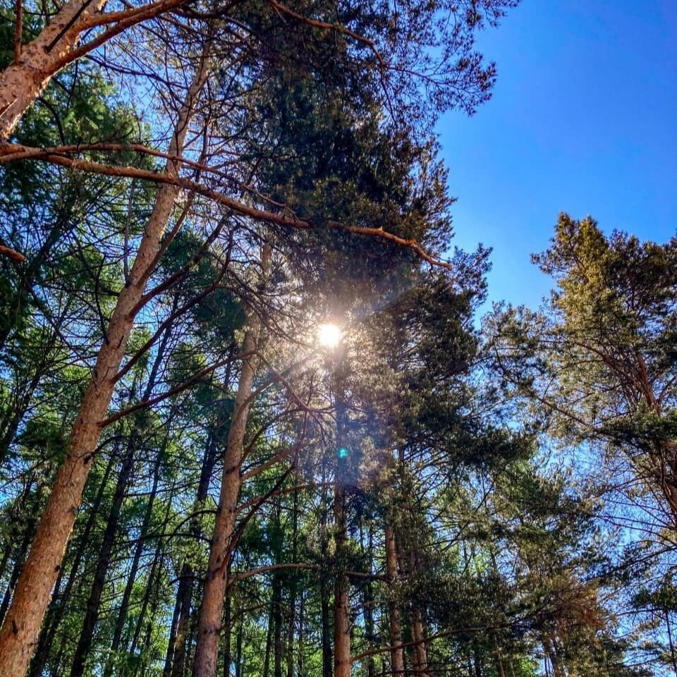 Собственный лесной курорт