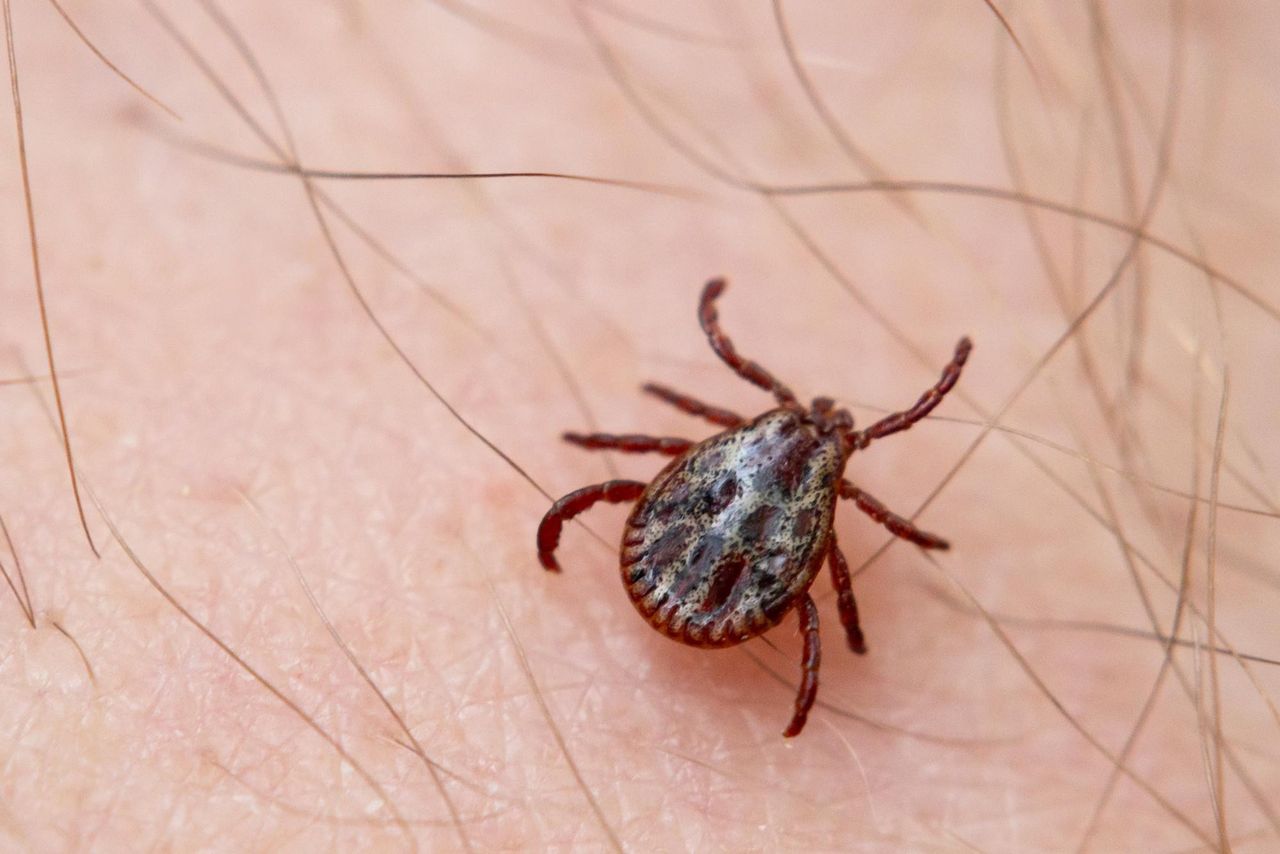 Клещ на коже человека