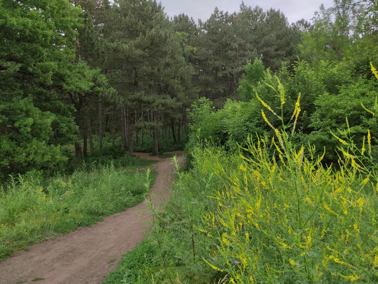 Сосновый бор летом , Ростов-на-Дону, Первомайский район