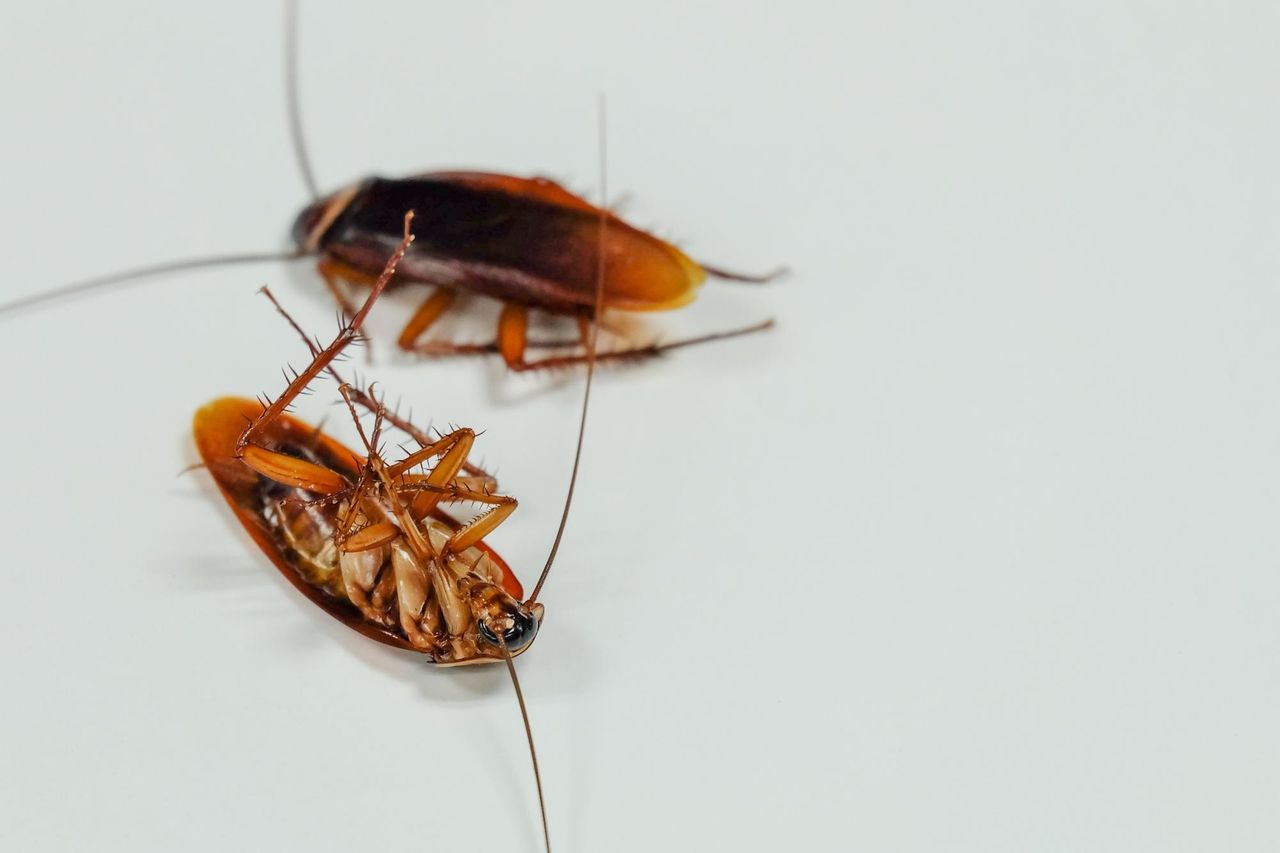 Тараканы на белом фоне, один умерший таракан, второй живой