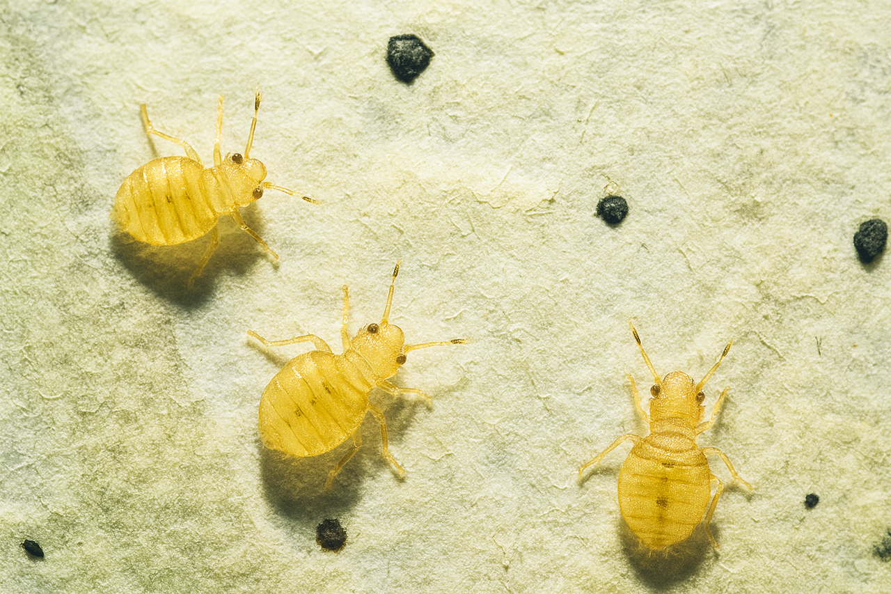 AIGH маленькие клопы, зародыши, нимфы