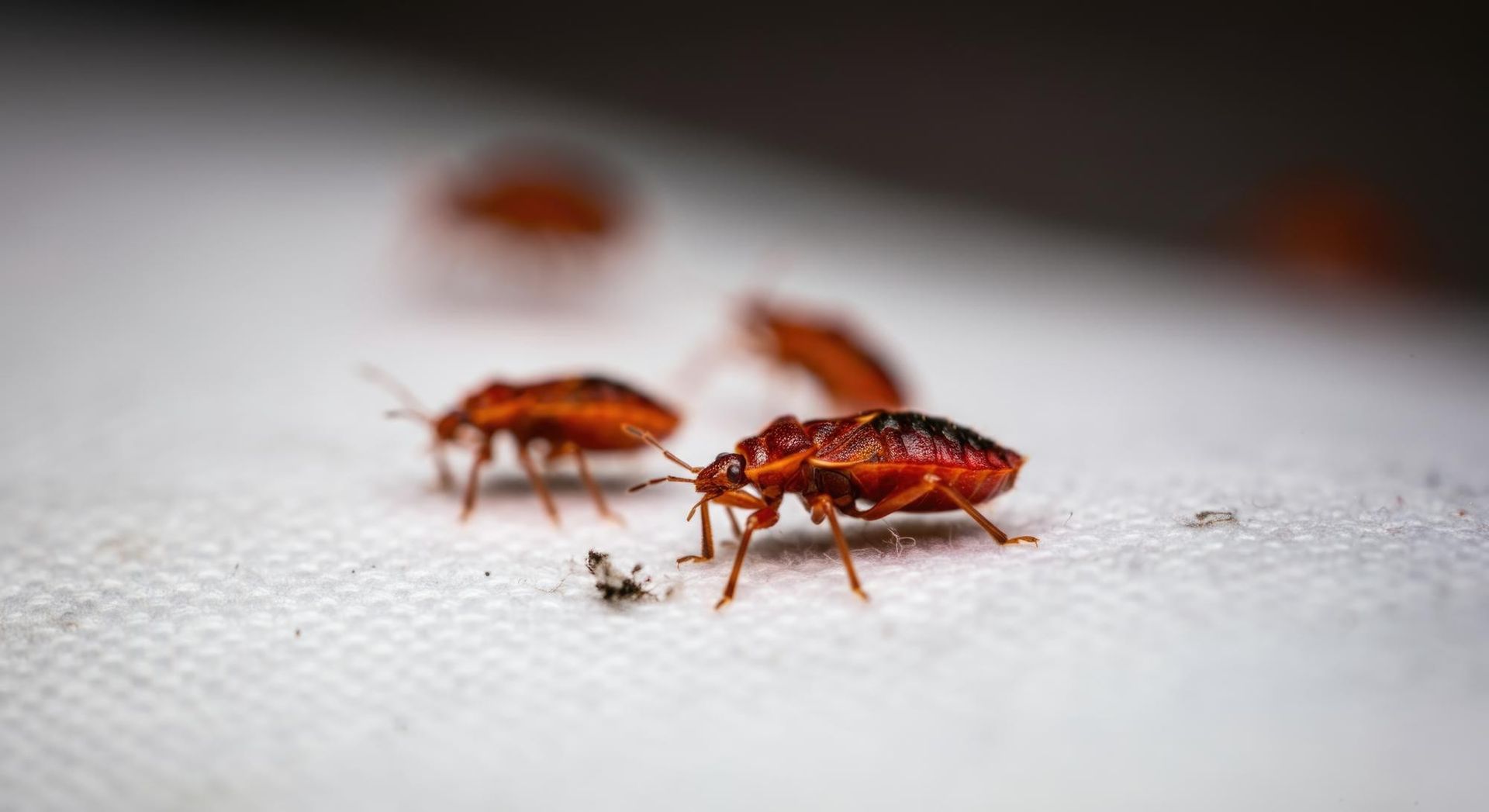 Постельный клоп на матрасе